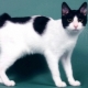 Description, caractère, alimentation et élevage des chats Bobtail japonais