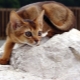 Description de la nature et des habitudes des chats abyssins