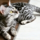 Description et règles d'entretien des chats gris du Bengale