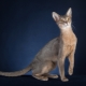 Description et contenu de la couleur bleue des chats abyssins