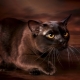 Description et contenu des chats birmans de couleur chocolat