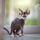 Description et contenu des chats Devon Rex