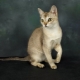 Description et contenu des chats de Singapour