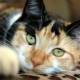 Description races et contenu chats tricolores
