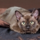 Description des races de chats chocolat et de leur contenu