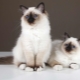 Description de la race et de la nature des chats birmans