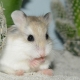 Noms originaux et beaux pour les filles hamster