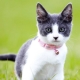 Colliers pour chats: types, choix et caractéristiques d'utilisation