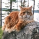 Main colors of Maine Coon