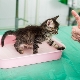 Caractéristiques antigadina pour les chats et les règles pour son utilisation