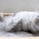 Caractéristiques bain chinchillas