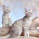 Particularités des chats enneigés du Bengale