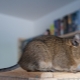 Particularités du contenu de Degu à la maison