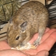 Caractéristiques de la sélection de cellules pour les degus