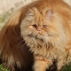 Chat persan: description, caractère, types et recommandations de soins