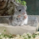 Sable pour la baignade des chinchillas: comment choisir et utiliser?