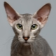 Peterbald: description de la race de chat, nature et contenu