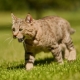 Pixybob: caractéristiques de la race de chats et leurs conditions