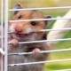 Pourquoi un hamster ronge-t-il une cage et comment le sevrer?