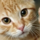 Pourquoi les chats nous piétinent-ils?
