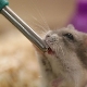 Abreuvoirs pour hamster: types, installation et fabrication