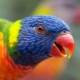 Parrot Lory: Fajok és tartalmi szabályok