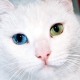 Races de chats avec des yeux de différentes couleurs et leur santé particulière