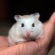 Races de petits hamsters et caractéristiques de leurs soins