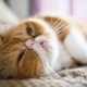 L'origine de la race exotique de chats, soins et élevage