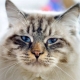 Ragamaffine: description de la race de chat, élevage et garde