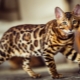 Couleurs des chats du Bengale