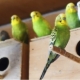 Élevage de perroquets ondulés à la maison