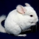 Variétés et cultures de chinchilla blanc