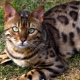 Alimentation du chat du Bengale