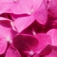 Couleur rose en psychologie