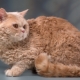 Selkirk Rex: caractéristiques, choix et règles de soin