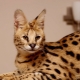 Serval: description, options de couleur, en particulier le contenu et l'alimentation