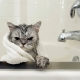 Shampooing pour chat: comment choisir et l'utiliser?