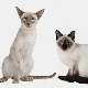 Similarités et différences entre les chats siamois et thaïlandais
