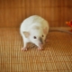 Rat siamois: caractéristiques et soins à la maison