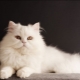 Chats Sibériens de couleur blanche: description de la race et caractéristiques des soins