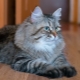 Chats Sibériens de couleur grise: caractéristiques et caractéristiques de soins