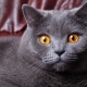 How many years live British cats and cats?