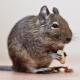 Combien de degu vivent et de quoi dépend-il?
