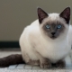 Combien de chats siamois vivent et de quoi dépend-il?
