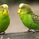 Combien de perroquets ondulés vivent?