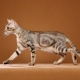 Sokok: description de la race de chats, en particulier du contenu et du choix des surnoms