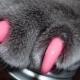 Conseils pour le choix et mode d'emploi anti-rayures pour chat