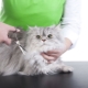 Haircut cats: caractéristiques et recommandations