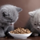 Premium aliments secs pour chatons